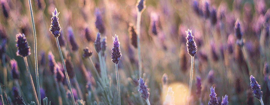 Campos De Lavanda