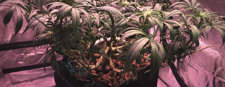 Técnica De Entrenamiento En Planta De Cannabis