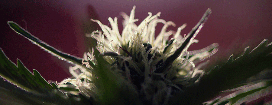 Macro Fotografía Cultivo De Plantas De Cannabis
