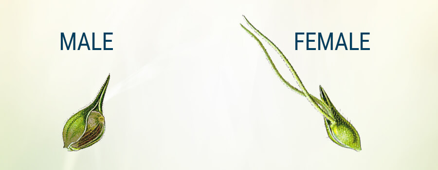 Planta Cannabis Masculina Bráctea Femenina Planta Cannabis Masculina Bráctea Femenina