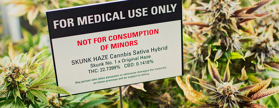 Plantación De Cannabis Para Marihuana Medicinal