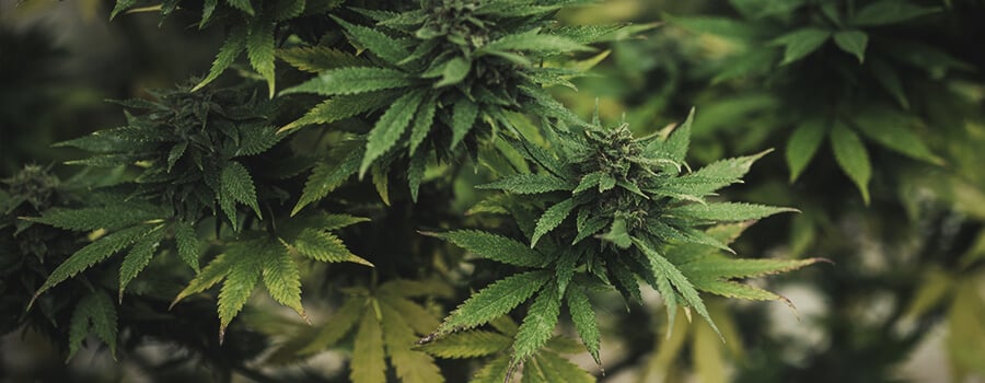 Cogollo De Cannabis Con Hojas Amarillas Cogollo De Cannabis Con Hojas Amarillas