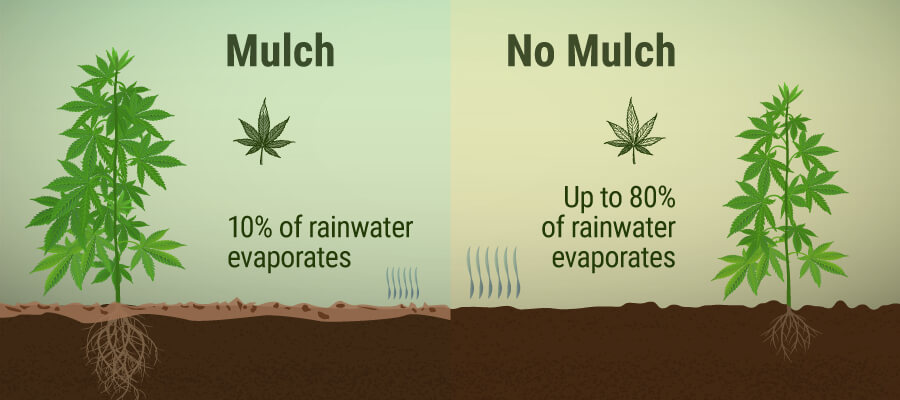 ¿Qué es el acolchado y cómo beneficia a tu plantación de marihuana? ¿Qué es el acolchado y cómo beneficia a tu plantación de marihuana?