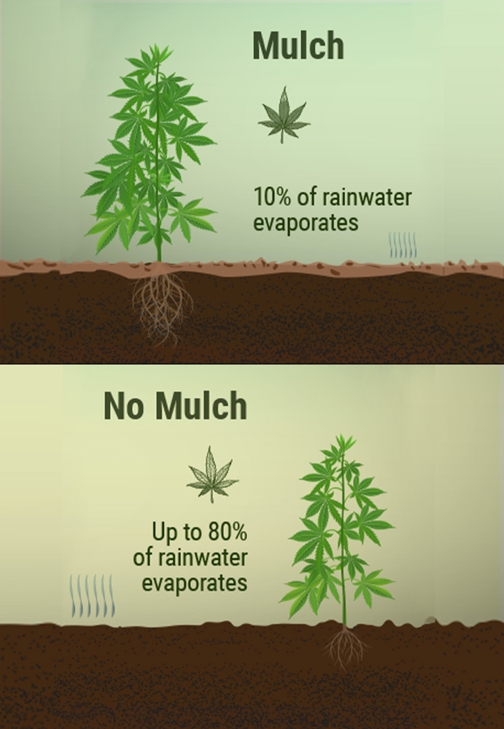 ¿Qué es el acolchado y cómo beneficia a tu plantación de marihuana?