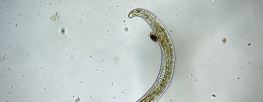 Nematodo