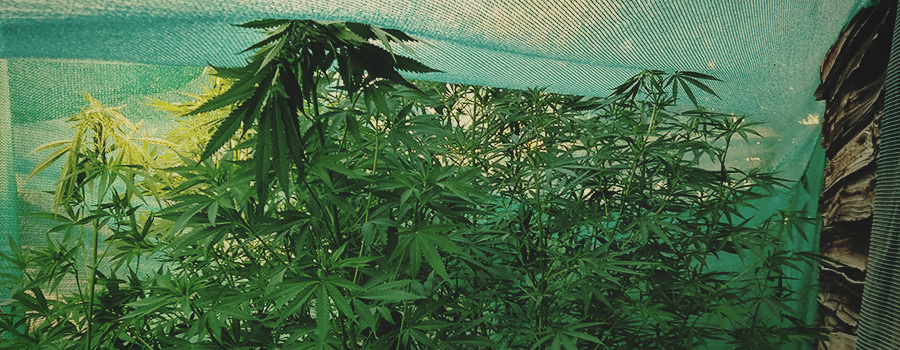 Vallas Para Proteger El Cannabis Vallas Para Proteger El Cannabis