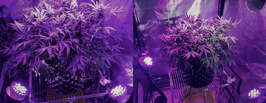 Iluminación Lateral Cannabis