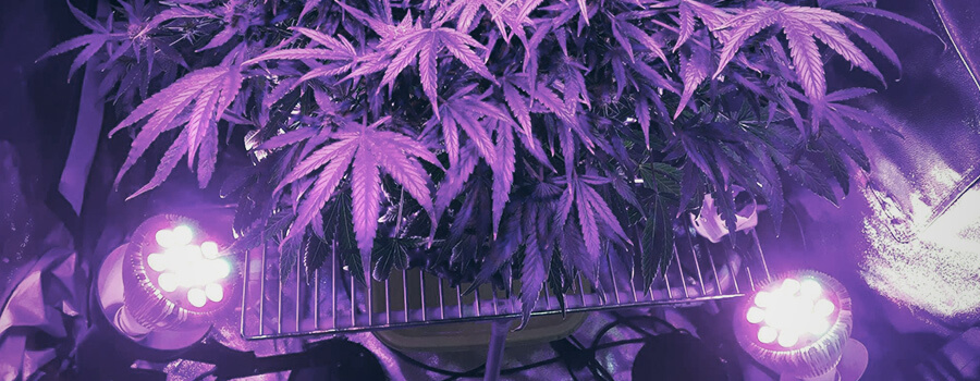 Técnicas De Entrenamiento De Iluminación Lateral De Cannabis