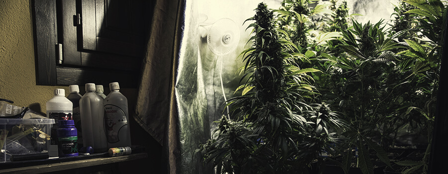 Diferentes Nutrientes Para Diferentes Variedades De Marihuana Diferentes Nutrientes Para Diferentes Variedades De Marihuana