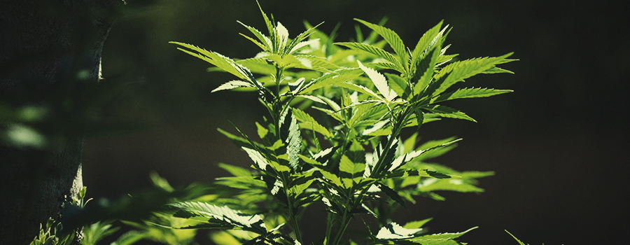 Cómo trasladar las plantas de marihuana de interior al exterior Cómo trasladar las plantas de marihuana de interior al exterior
