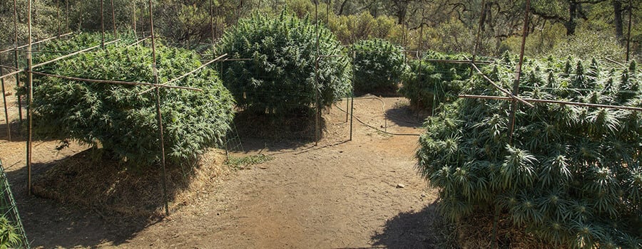 Cómo hacer un enrejado para la marihuana en exterior