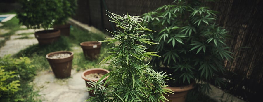Atrofia o crecimiento lento en las plantas de marihuana