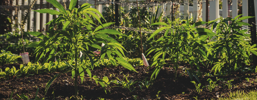 Los beneficios de la cultivación de cannabis sin labranza
