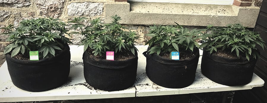 Smart Pot con Asas Para Cultivo Exterior