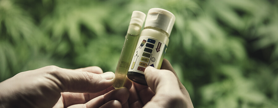 Medidor PH Atrofia o crecimiento lento en las plantas de marihuana