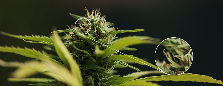 Pistilos Planta De Cannabis Polinizada Pistilos Planta De Cannabis Polinizada