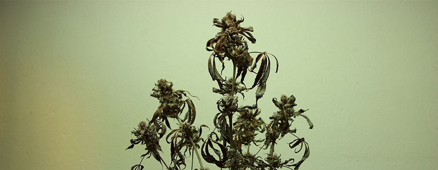 planta de cannabis quemada con nutrientes planta de cannabis quemada con nutrientes