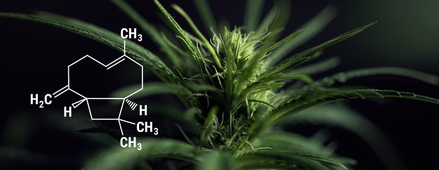 Planta de Cannabis Beta Caryophyllene