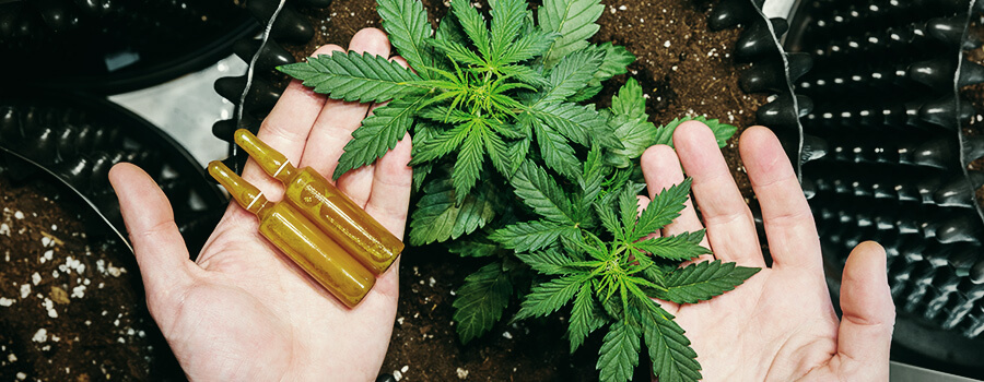 Medicación Para Niños De Cbd Medicación Para Niños De Cbd