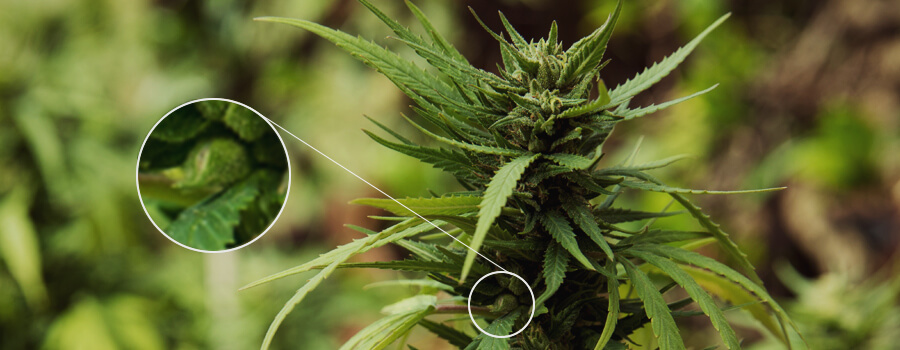 Planta De Cannabis Polinizada Planta De Cannabis Polinizada