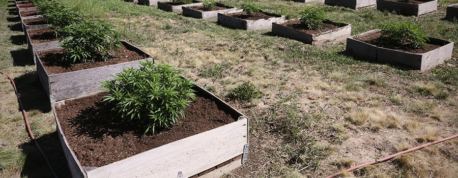 El Cannabis Crece Al Aire Libre En Macetas