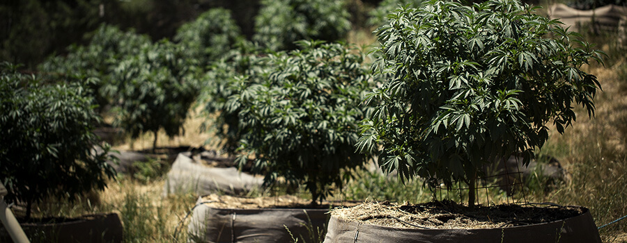 CUÁNDO TRASPLANTAR TU MARIHUANA CUÁNDO TRASPLANTAR TU MARIHUANA