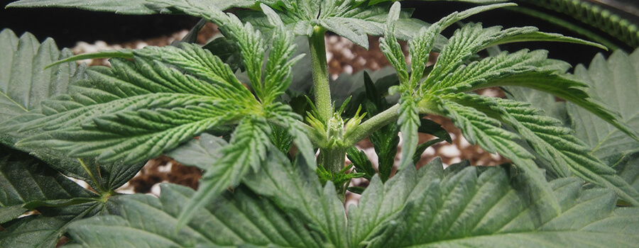 Poda Topping Fimming Planta Cannabis Poda Topping Fimming Planta Cannabis