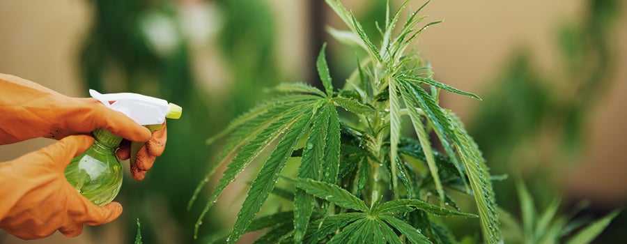 Pulverización Foliar Cannabis Modo Efectivo De Suplementar Nutrientes