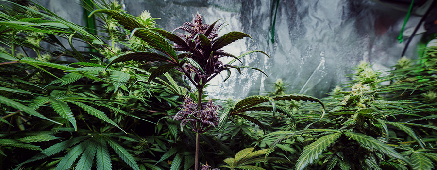 Planta De Cannabis Púrpura