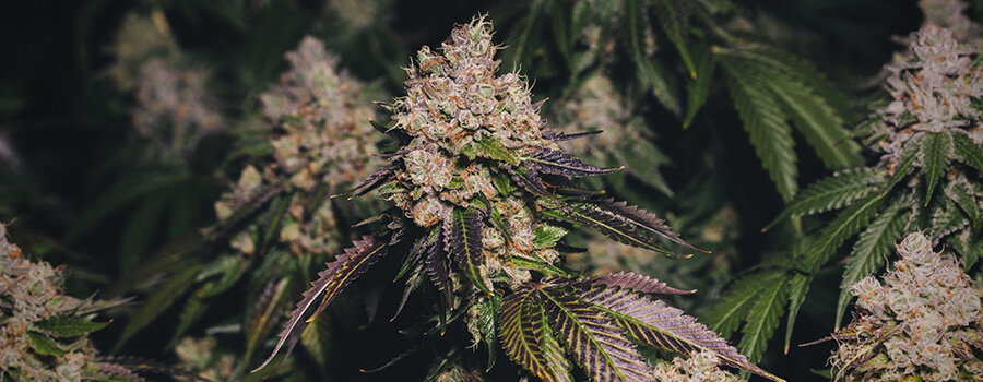 Marihuana Púrpura Marihuana Púrpura
