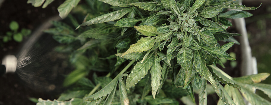 Regar Plantas De Cannabis Con Pesticidas 