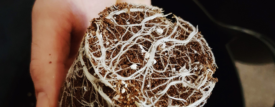 Raíces Cannabis Transplante Contenedor Maceta