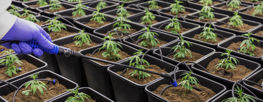 Sea Of Green Cannabis Método Sea Of Green Cannabis Método