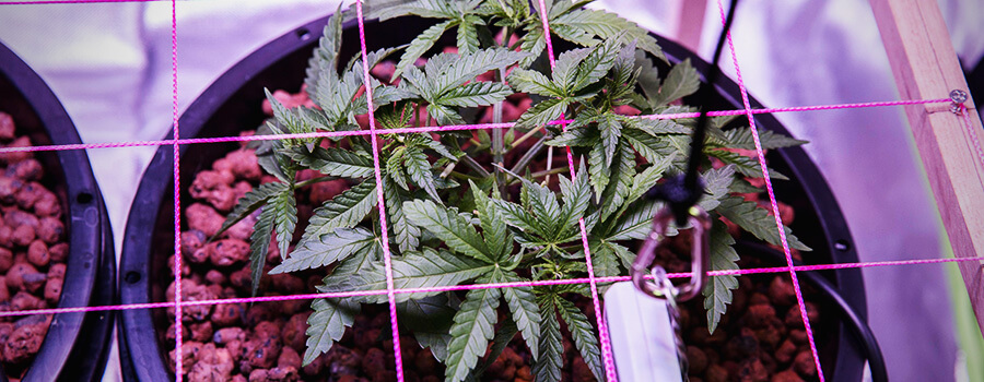 SCROG Tecnica Cannabis Cultivo