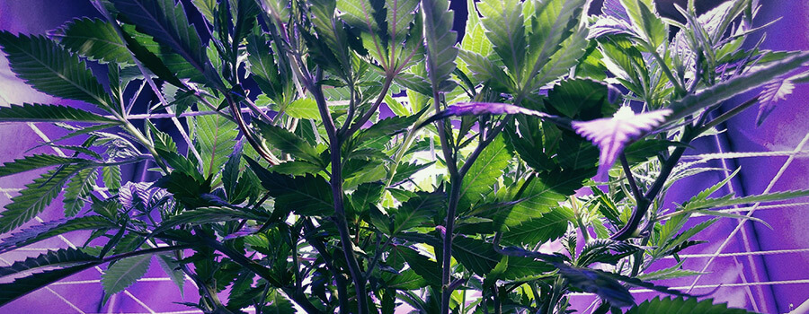 Scrog Método Cannabis Scrog Método Cannabis