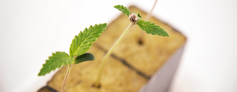 Cuándo Trasplantar Plántulas De Cannabis