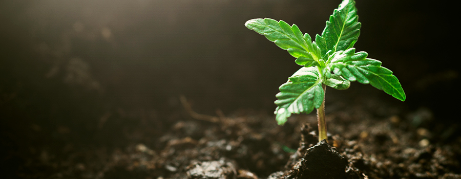 Etapa Del Plantón Cannabis