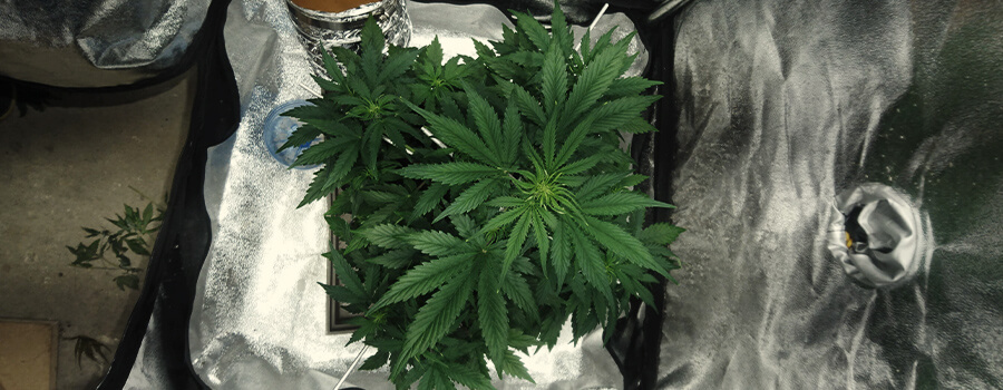 Cultivo De 1 Planta De Cannabis En Casa