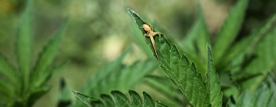 Arañas Cannabis Plantas