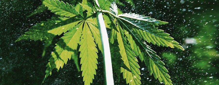 Privación De Luz Para Evitar El Cannabis Podrido