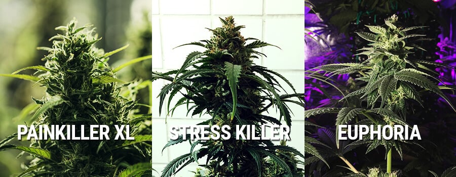 Cannabis Euphoria, Painkiller XL Y Stress Killer