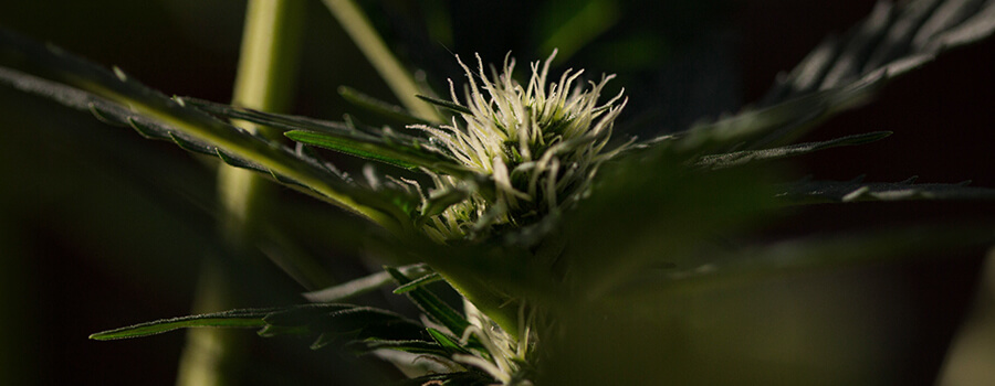 Fotoperiodo Cannabis