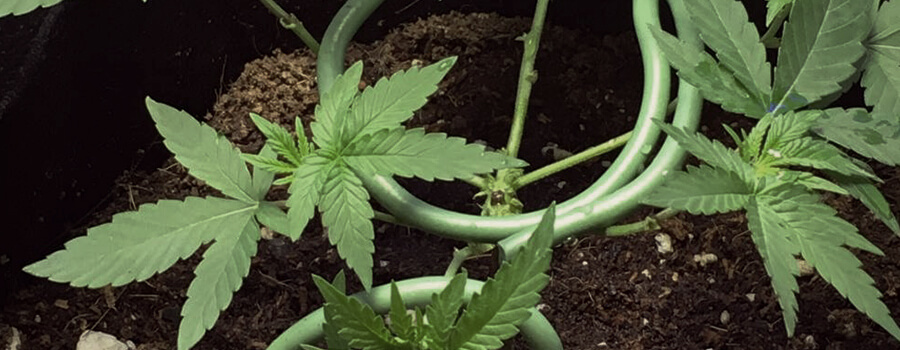 La seguridad ante todo. Parte 1: oculta tus plantas La seguridad ante todo. Parte 1: oculta tus plantas
