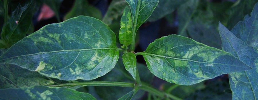 Virus Del Mosaico Del Tabaco Interno Tmv