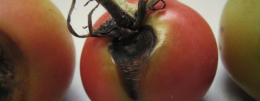 Hongo Alternaria En La Planta De Tomate