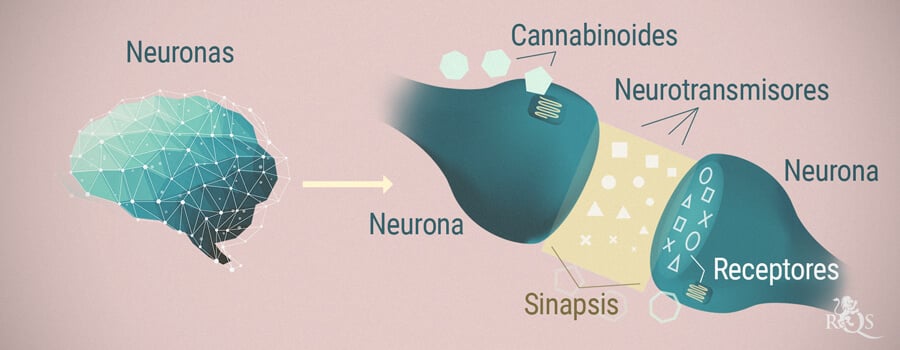 Neuronas, cannabinoides y neurotransmisores