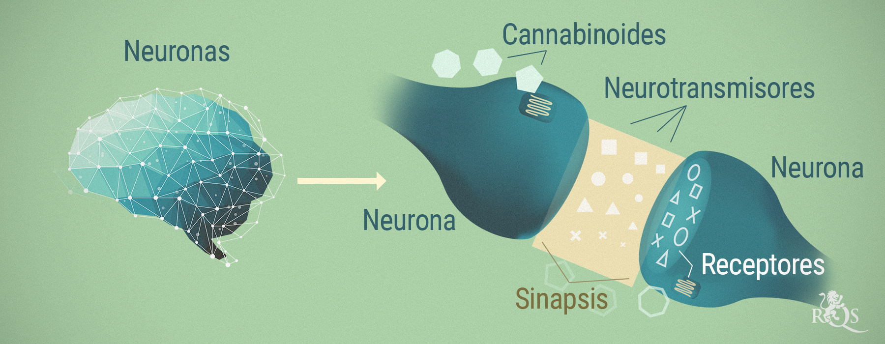 CBD Y ESQUIZOFRENIA