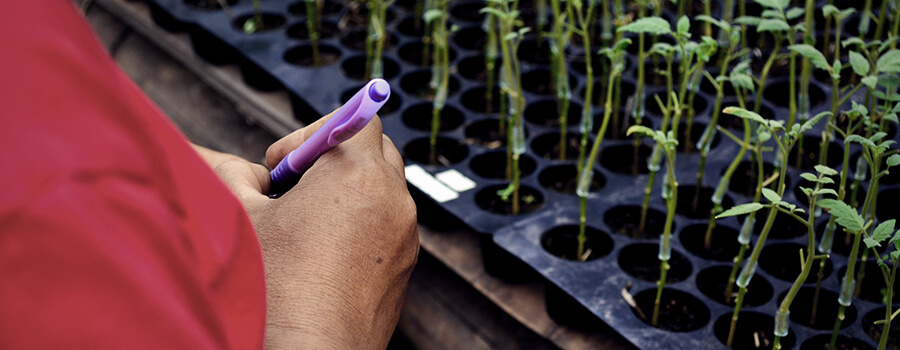 Cómo Injertar Plantas De Cannabis