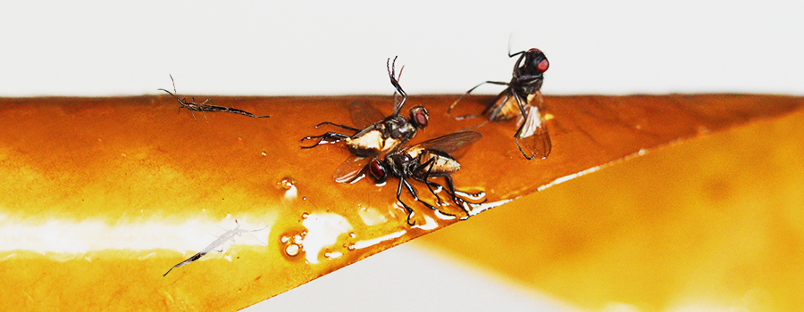 Prévention Et Contrôle Des Thrips Prevención Y Control De Los Trips