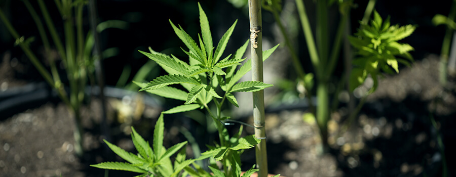 Estructura De Soporte Vertical Planta Cannabis Estructura De Soporte Vertical Planta Cannabis
